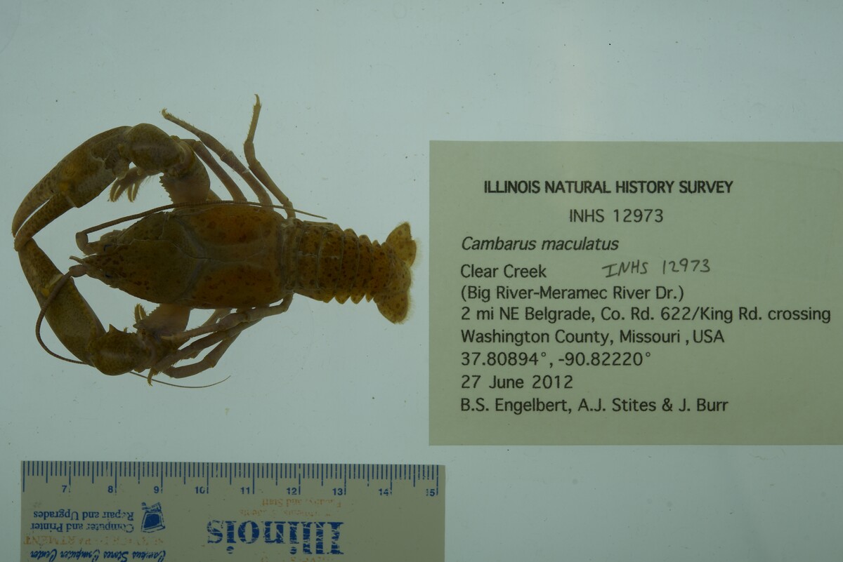Cambarus maculatus image